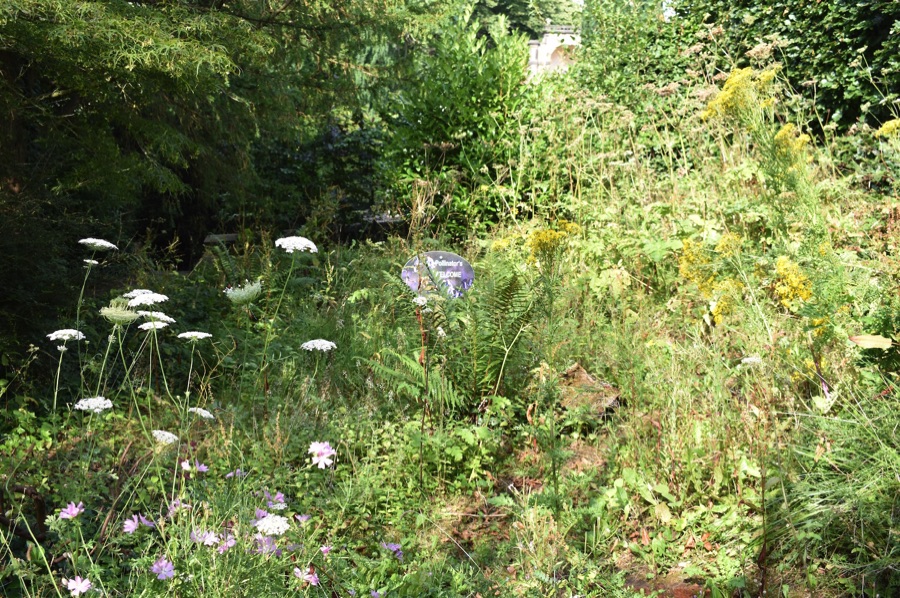Wild area